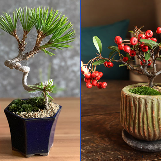 mini-bonsai.life|ミニ盆栽専門