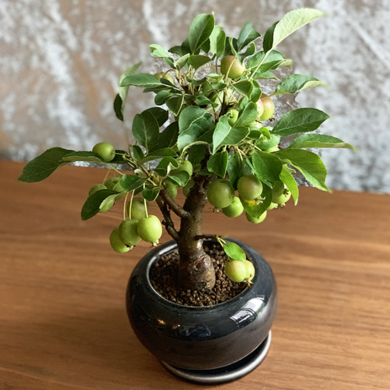 mini-bonsai.life|ミニ盆栽専門
